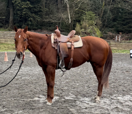 HorseID: 2308150 Bodie - PhotoID: 1092234