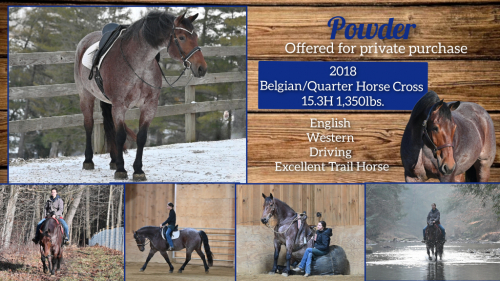 HorseID: 2308157 Powder - PhotoID: 1092229