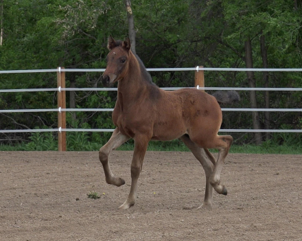 HorseID: 2308158 Daggers Atlas - PhotoID: 1092231