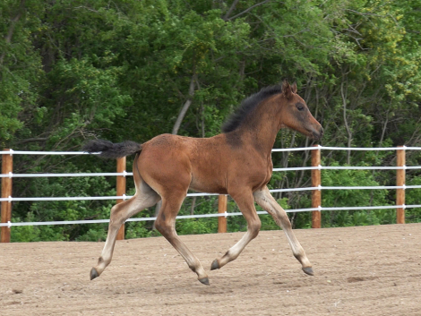 HorseID: 2308158 Daggers Atlas - PhotoID: 1092232