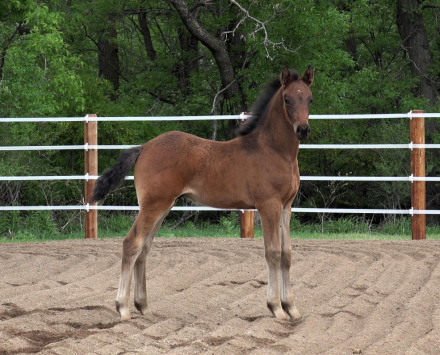 HorseID: 2308158 Daggers Atlas - PhotoID: 1092233