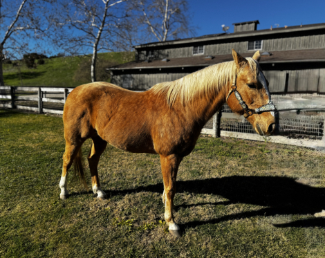 HorseID: 2308163 VooDoo Sioux - PhotoID: 1092238