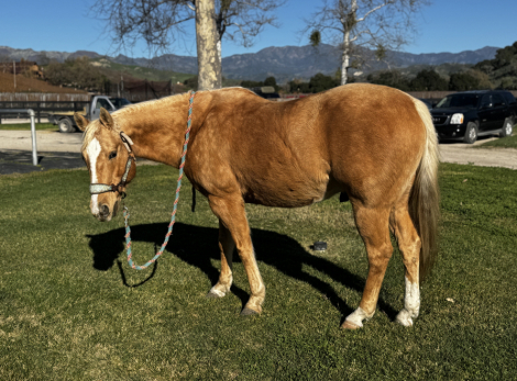 HorseID: 2308163 VooDoo Sioux - PhotoID: 1092239