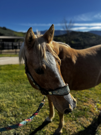 HorseID: 2308163 VooDoo Sioux - PhotoID: 1092240