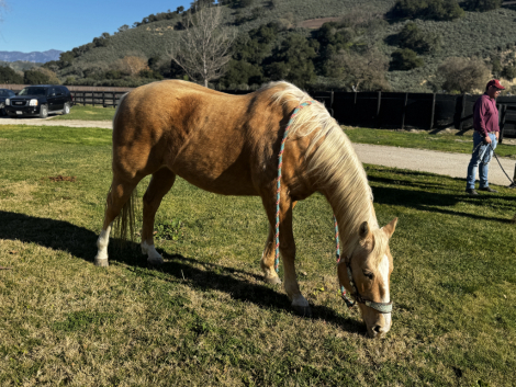 HorseID: 2308163 VooDoo Sioux - PhotoID: 1092241