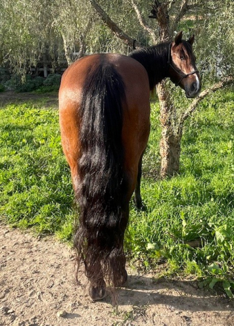 HorseID: 2308169 Valentina – Versatile Azteca Ranch & Trail Mare - PhotoID: 1092244