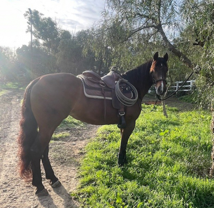 HorseID: 2308169 Valentina – Versatile Azteca Ranch & Trail Mare - PhotoID: 1092247