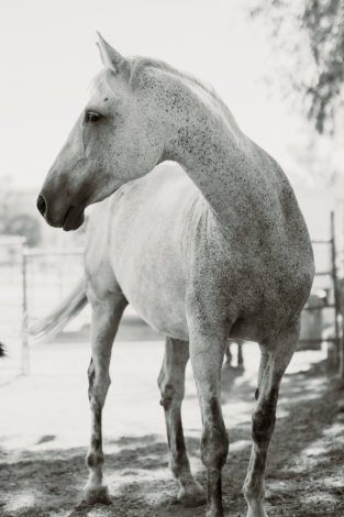 HorseID: 2308170 Memphis KC - PhotoID: 1092249