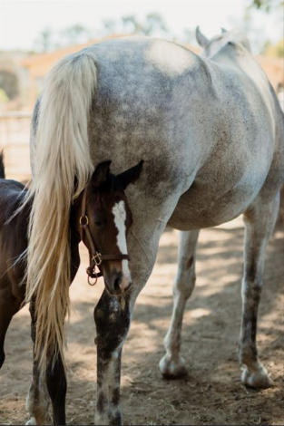 HorseID: 2308170 Memphis KC - PhotoID: 1092250