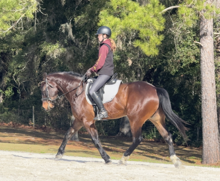 HorseID: 2308179 Talented, Versatile, Amateur Friendly, & Sweet - PhotoID: 1092255