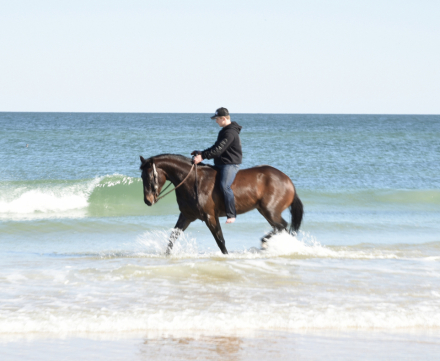 HorseID: 2308179 Talented, Versatile, Amateur Friendly, & Sweet - PhotoID: 1092256