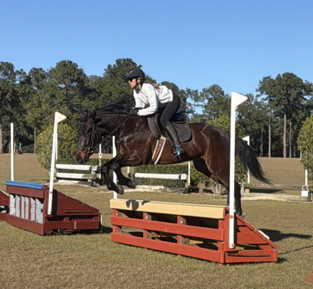 HorseID: 2308179 Talented, Versatile, Amateur Friendly, & Sweet - PhotoID: 1092257