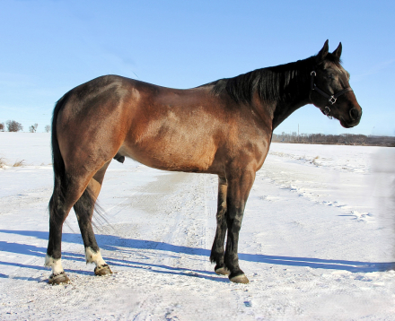 HorseID: 2308179 Talented, Versatile, Amateur Friendly, & Sweet - PhotoID: 1092258