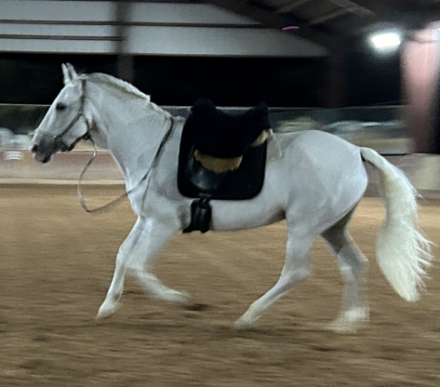 HorseID: 2308182 Paloma de Banuelos - PhotoID: 1092394