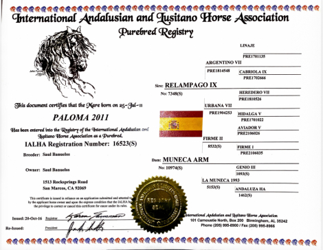 HorseID: 2308182 Paloma de Banuelos - PhotoID: 1092395