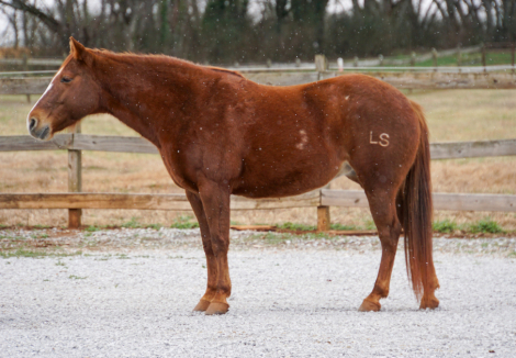 HorseID: 2308187 Winnie - PhotoID: 1092276