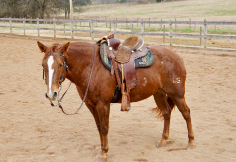 HorseID: 2308187 Winnie - PhotoID: 1092277