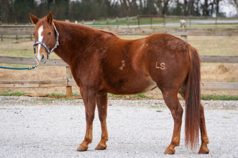 HorseID: 2308187 Winnie - PhotoID: 1092278