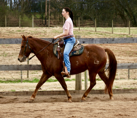 HorseID: 2308187 Winnie - PhotoID: 1092279