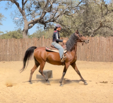 HorseID: 2308188 BELIEVE IN MAGIC BF - PhotoID: 1092266