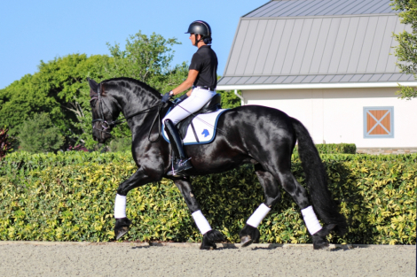 HorseID: 2308189 Grand Amour ISF - PhotoID: 1092259