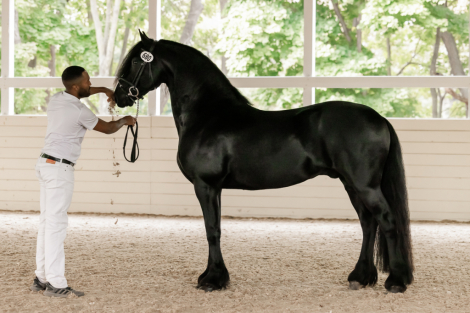 HorseID: 2308189 Grand Amour ISF - PhotoID: 1092261