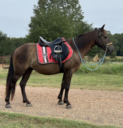 HorseID: 2308190 Hershey - PhotoID: 1092263