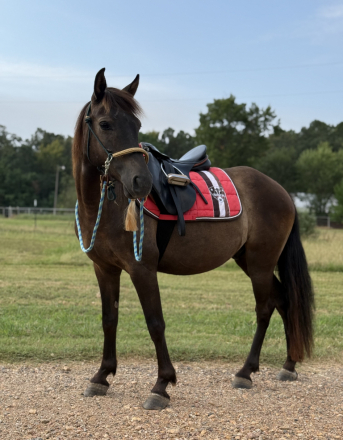 HorseID: 2308190 Hershey - PhotoID: 1092264