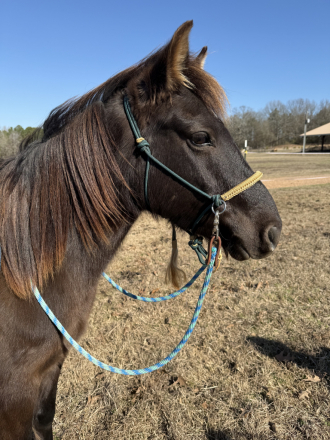 HorseID: 2308190 Hershey - PhotoID: 1092265