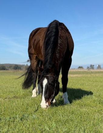 HorseID: 2308192 ✨ Armani — A Sweetbeau Horses Gem - PhotoID: 1092271