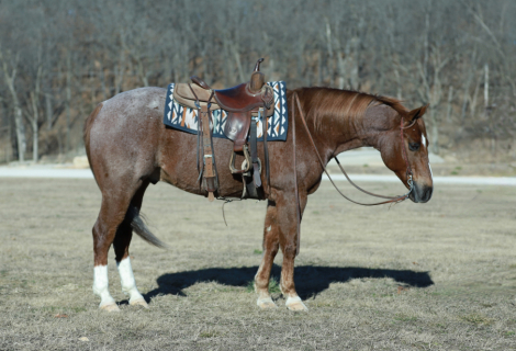 HorseID: 2308193 Dallas - PhotoID: 1092267