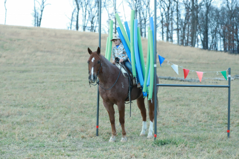 HorseID: 2308193 Dallas - PhotoID: 1092268