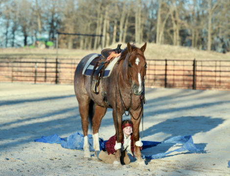 HorseID: 2308193 Dallas - PhotoID: 1092269