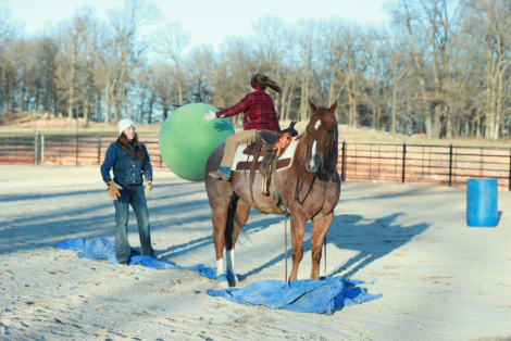 HorseID: 2308193 Dallas - PhotoID: 1092270