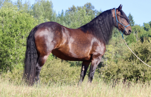 HorseID: 2308194 Rafter F Sookie - PhotoID: 1092275