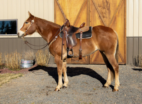 HorseID: 2308195 RPH FrozenPeach - PhotoID: 1092280