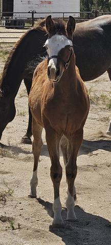 HorseID: 2308198 Pretty Lil Poison DF - PhotoID: 1092282