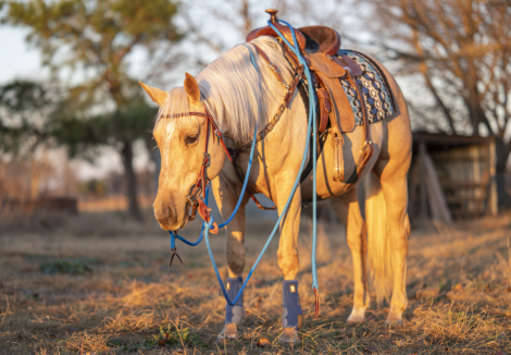 HorseID: 2308199 CATS GOLDEN MOXIE - PhotoID: 1092284