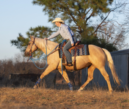 HorseID: 2308199 CATS GOLDEN MOXIE - PhotoID: 1092285