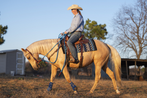 HorseID: 2308199 CATS GOLDEN MOXIE - PhotoID: 1092288