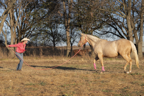 HorseID: 2308199 CATS GOLDEN MOXIE - PhotoID: 1092289