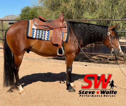 HorseID: 2308200 Messi Encore - PhotoID: 1092283