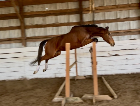 HorseID: 2308201 Celestial Music - PhotoID: 1092290