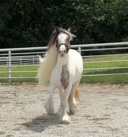 HorseID: 2308205 Mystic Dream Ruby - PhotoID: 1092291