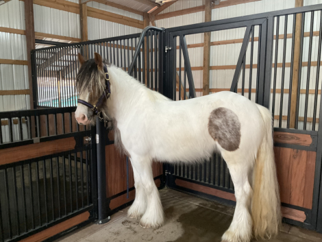 HorseID: 2308205 Mystic Dream Ruby - PhotoID: 1092292