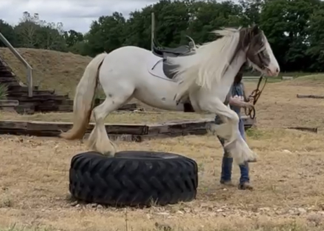 HorseID: 2308205 Mystic Dream Ruby - PhotoID: 1092293