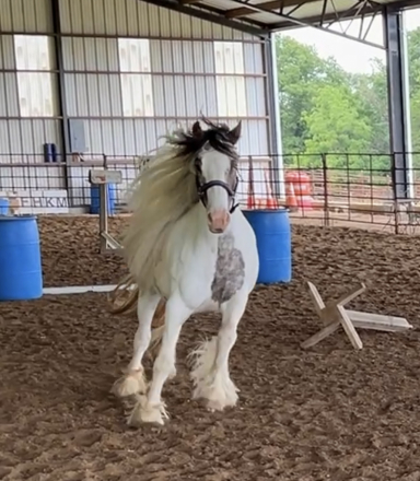 HorseID: 2308205 Mystic Dream Ruby - PhotoID: 1092294