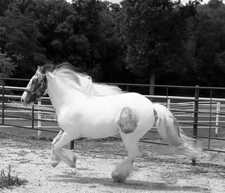 HorseID: 2308205 Mystic Dream Ruby - PhotoID: 1092296