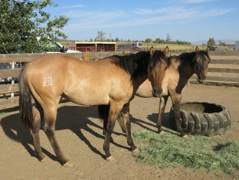 HorseID: 2308212 JessiesPocoBlackburn - PhotoID: 1092305