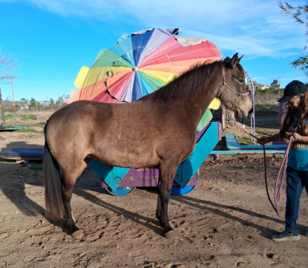 HorseID: 2308214 Sophia Rascal Diva - PhotoID: 1092306